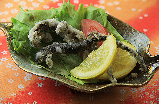 サンショウウオ